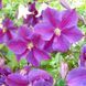 Клематис Стар оф Індія. (Clematis Star of India) ІІІ група CS1728 фото 5