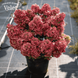 Гортензія волотиста Петіт Стар. (Hydrangea paniculata Petite Star) С3, 5років R3245 фото 1