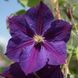 Клематис Стар оф Індія. (Clematis Star of India) ІІІ група CS1728 фото 9