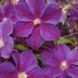 Клематис Стар оф Індія. (Clematis Star of India) ІІІ група CS1728 фото 3