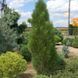 Сосна черная Грин Тауэр. (Pinus nigra Green Tower) С7,5 60-80см CS2305 фото 2