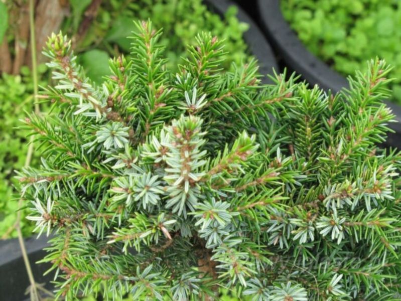Ялина сербська Фронлейтен. (Picea оmorika Frohnleiten) С25 CS2105 фото