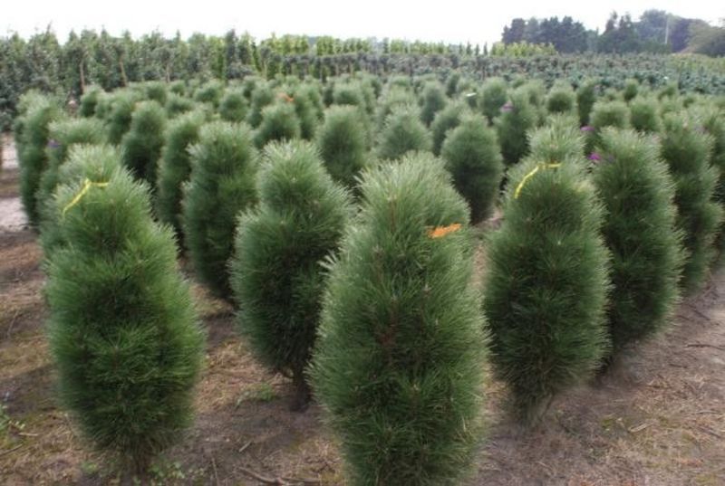 Сосна черная Грин Тауэр. (Pinus nigra Green Tower) С7,5 60-80см CS2305 фото