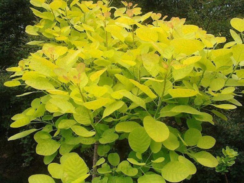 Скумпія шкіряна Голден Спиріт. (Cotinus coggygria Golden Spirit) С3