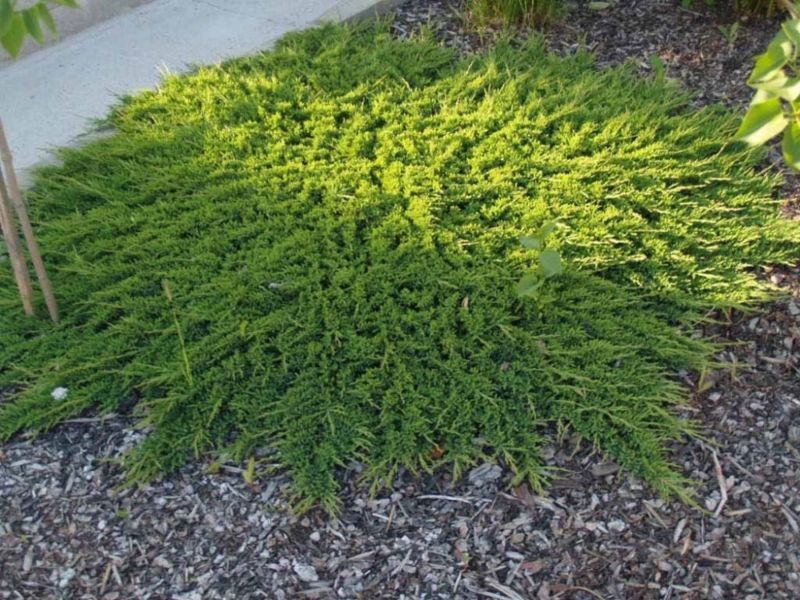 Можжевельник Принц Уэльский. (Juniperus horizontalis Prince of Wales) Р9 CS2255 фото
