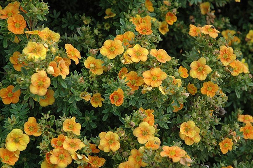Лапчатка кустарниковая Манго Танго. (Potentilla fruticosa Mango Tango) С2 CS2858 фото