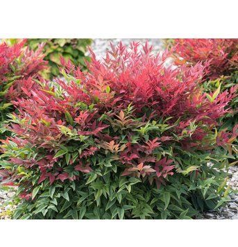 Нандина Домашняя. (Nandina Domestica) С10 CS2456 фото