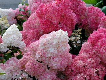 Гортензія волотиста Сандей Фрейз. (Hydrangea paniculata Sundae Fraise) C1 2річна V18013 фото