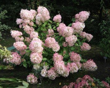 Гортензія волотиста Мега Перл. (Hydrangea Mega Pearl) ШТАМБ CS2659 фото