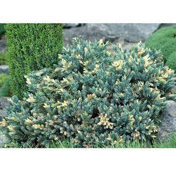 Можжевельник чешуйчатый Флориант. (Juniperus squamata Floreant) Р9 CS2256 фото