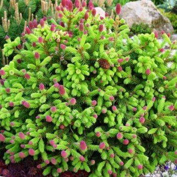 Ель обыкновенная Пуш. (Picea abies Push) С2 CS2056 фото