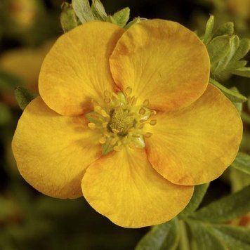 Лапчатка кустарниковая Танжерин. (Potentilla fruticosa Tangerine) Р9 CS2859 фото