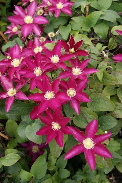Клематис Так Много Красных Цветов/Соу Мени Ред Фловерз. (Clematis hybriden So many Red Flowers) ІІ группа