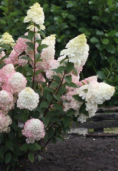 Гортензія волотиста Сандей Фрейз. (Hydrangea paniculata Sundae Fraise) C1 2річна V18013 фото