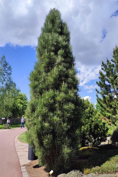 Сосна чорна/австрійська Фастiгiата. (Pinus Nigra Fastigiata) С12 CS2356 фото