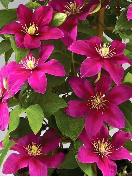 Клематис Так Много Красных Цветов/Соу Мени Ред Фловерз. (Clematis hybriden So many Red Flowers) ІІ группа
