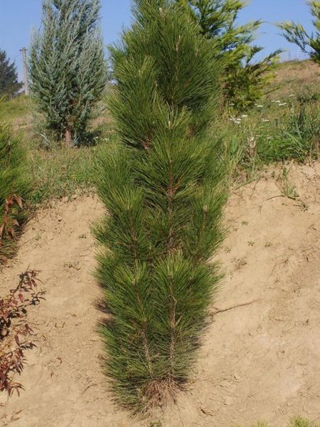 Сосна чорна/австрійська Фастiгiата. (Pinus Nigra Fastigiata) С12 CS2356 фото