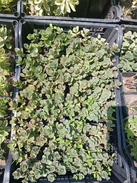 Седум/Очиток Лайм Зингер. (Sedum Lime Zinger) Р9