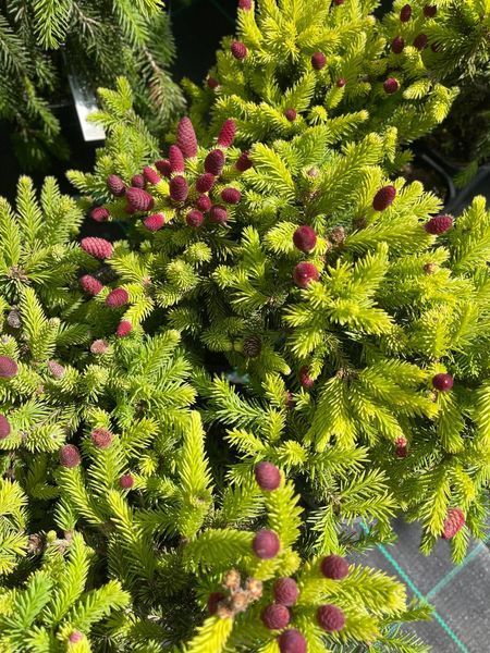 Ялина звичайна Пуш. (Picea abies Push) С2 CS2056 фото