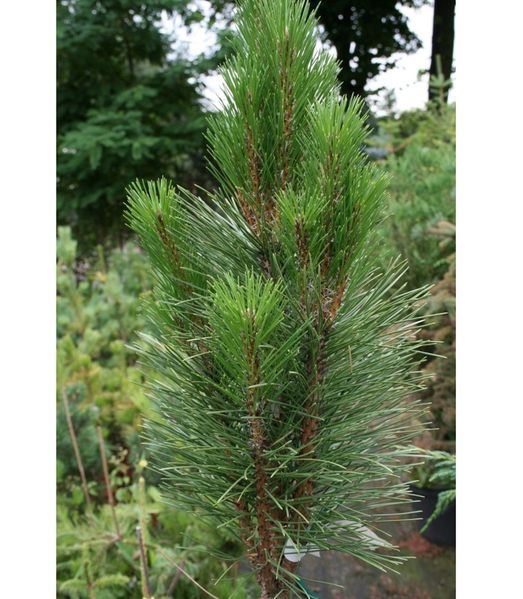 Сосна чорна/австрійська Фастiгiата. (Pinus Nigra Fastigiata) С12 CS2356 фото