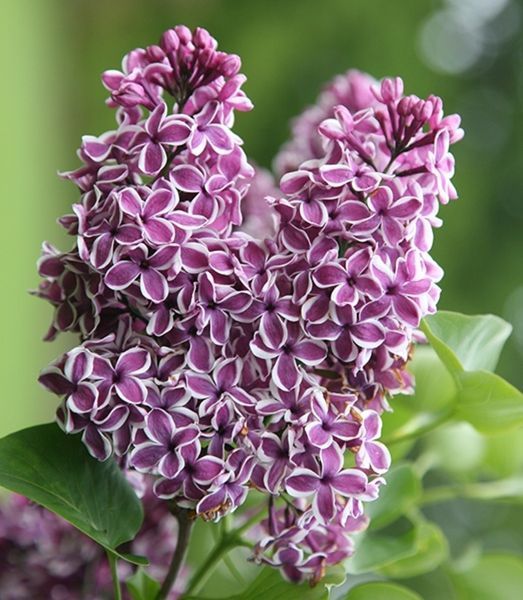 Бузок звичайний Сенсація. (Syringa vulgaris Sensation) 3-річка CS2959 фото