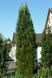 Сосна чорна/австрійська Фастiгiата. (Pinus Nigra Fastigiata) С12 CS2356 фото 6