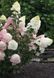 Гортензія волотиста Сандей Фрейз. (Hydrangea paniculata Sundae Fraise) C1 2річна V18013 фото 2