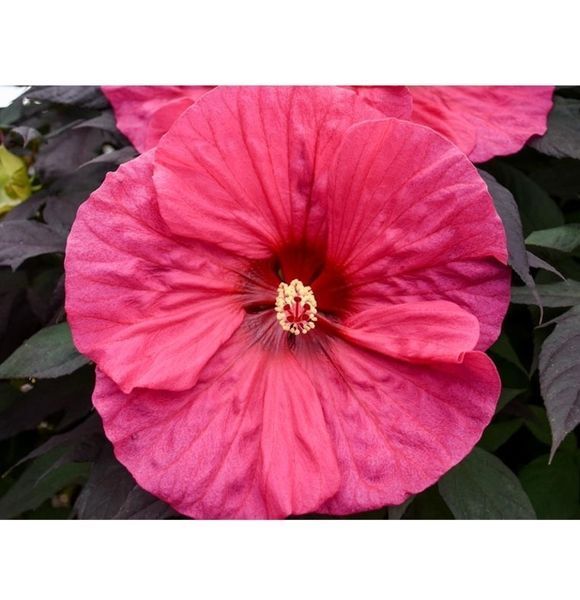 Гибискус травянистый Саммерифик Ивнинг Розе. (Hibiscus Summerific&reg; Evening Rose) CS2609 фото