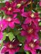 Клематис Так Много Красных Цветов/Соу Мени Ред Фловерз. (Clematis hybriden So many Red Flowers) ІІ группа CS1729 фото 3