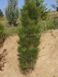 Сосна чорна/австрійська Фастiгiата. (Pinus Nigra Fastigiata) С12 CS2356 фото 4