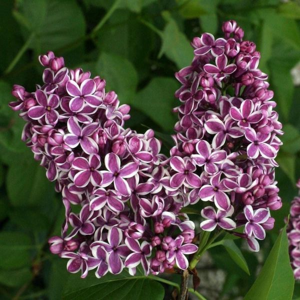 Бузок звичайний Сенсація. (Syringa vulgaris Sensation) 3-річка CS2959 фото
