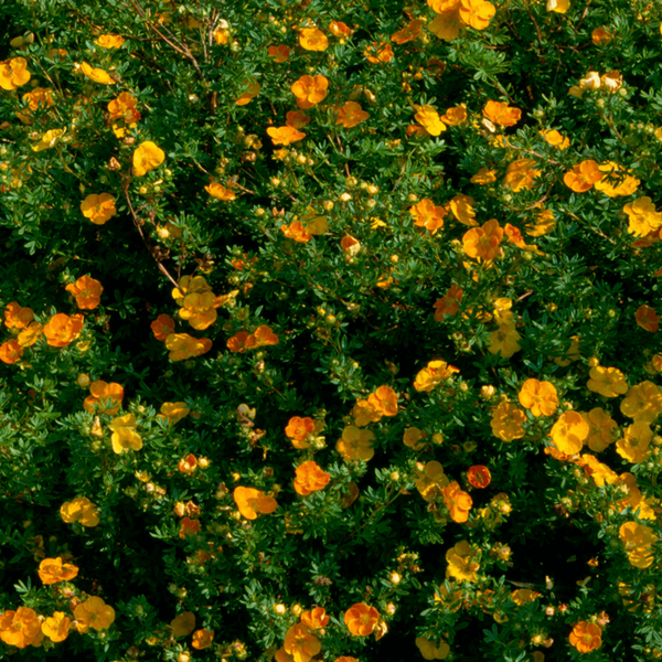 Перстач чагарниковий Танжерін. (Potentilla fruticosa Tangerine) Р9 CS2859 фото