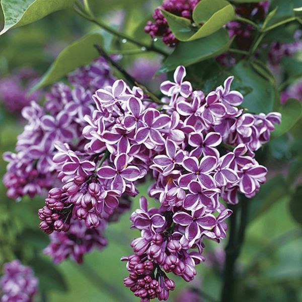 Бузок звичайний Сенсація. (Syringa vulgaris Sensation) 3-річка CS2959 фото