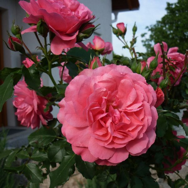 Роза Розариум Ютерзен. (Rosarium Uetersen) Плетистая НА ШТАМБЕ, высота 100-140 см Velet