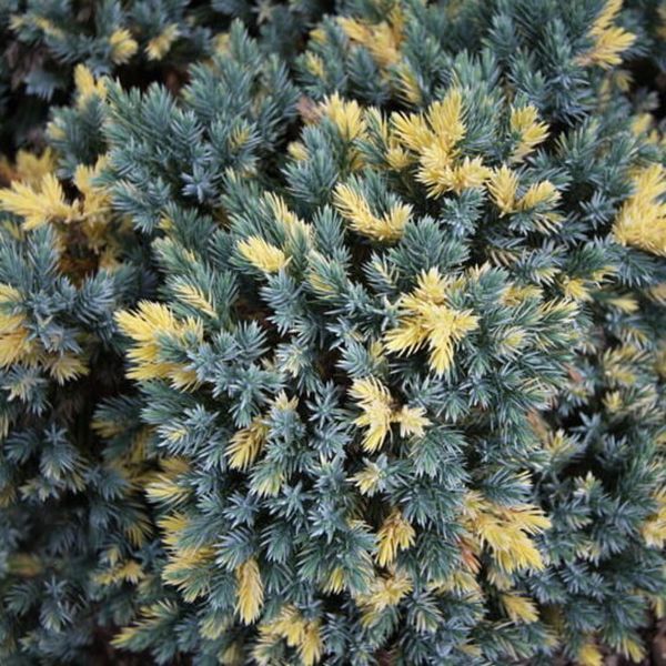 Можжевельник чешуйчатый Флориант. (Juniperus squamata Floreant) Р9 CS2256 фото