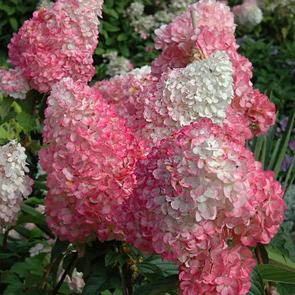 Гортензія волотиста Сандей Фрейз. (Hydrangea paniculata Sundae Fraise) C1 2річна V18013 фото