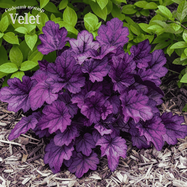 Гейхера Wild Rose (Вілд Роуз) С3 &mdash; декоративна багаторічна рослина, Heuchera hybrida, пурпурне листя V10091 фото