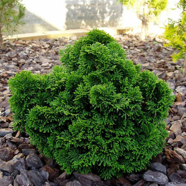 Кипарисовик тупой Нана Грацилис. (Chamaecyparis obtusa Nana Gracilis) С5 TS0025 фото