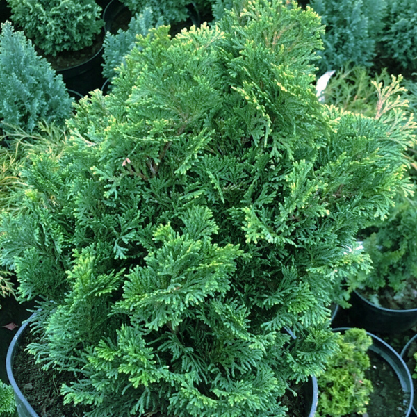 Кипарисовик тупой Нана Грацилис. (Chamaecyparis obtusa Nana Gracilis) С5 TS0025 фото