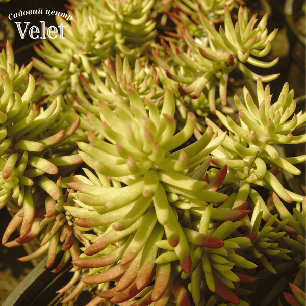 Очиток Ангелина (Sedum Angelina) Р9 V00097 фото
