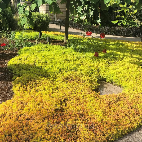 Очиток Ангелина (Sedum Angelina) Р9 V00097 фото