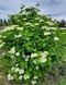 Калина звичайна " Park Harvest " (Парк Харвест) Р9 V70211 фото 2