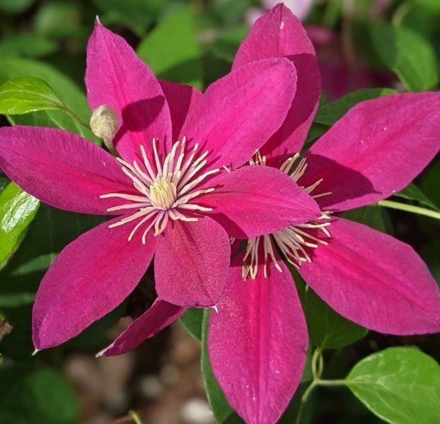 Клематис Так Много Красных Цветов/Соу Мени Ред Фловерз. (Clematis hybriden So many Red Flowers) ІІ группа