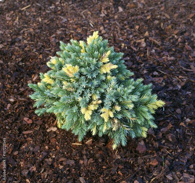 Можжевельник чешуйчатый Флориант. (Juniperus squamata Floreant) Р9 CS2256 фото