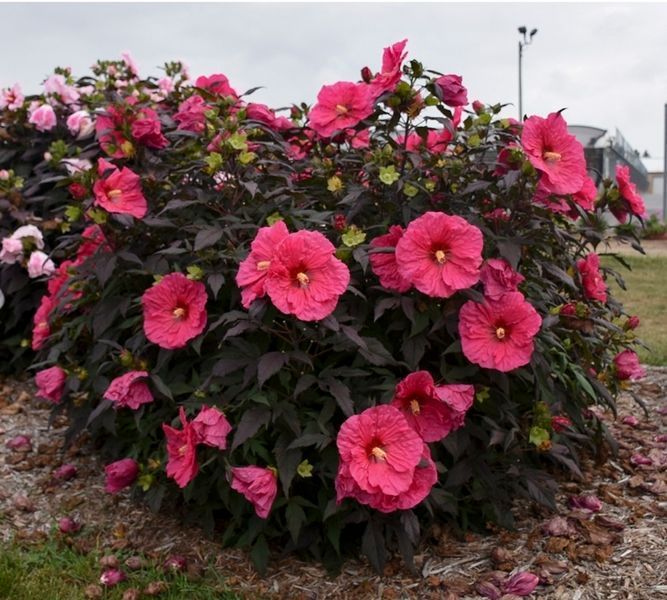 Гибискус травянистый Саммерифик Ивнинг Розе. (Hibiscus Summerific&reg; Evening Rose) CS2609 фото