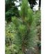 Сосна чорна/австрійська Фастiгiата. (Pinus Nigra Fastigiata) С12 CS2356 фото 2