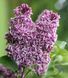 Бузок звичайний Сенсація. (Syringa vulgaris Sensation) 3-річка CS2959 фото 3