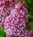 Бузок звичайний Сенсація. (Syringa vulgaris Sensation) 3-річка CS2959 фото 1