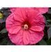 Гибискус травянистый Саммерифик Ивнинг Розе. (Hibiscus Summerific&reg; Evening Rose) CS2609 фото 2