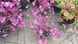 Гейхера Wild Rose (Вілд Роуз) С3 &mdash; декоративна багаторічна рослина, Heuchera hybrida, пурпурне листя V10091 фото 3